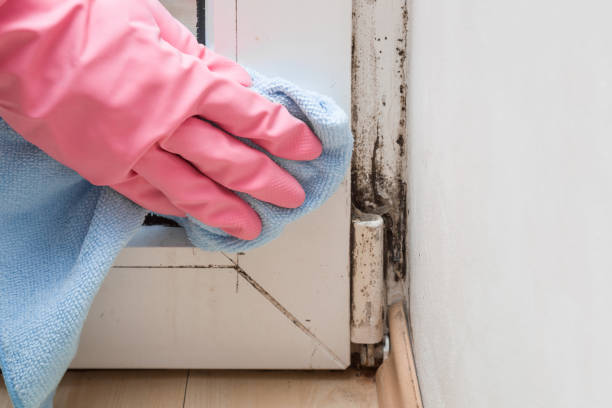 Professional Mold Remediation in Oak Grove, OR